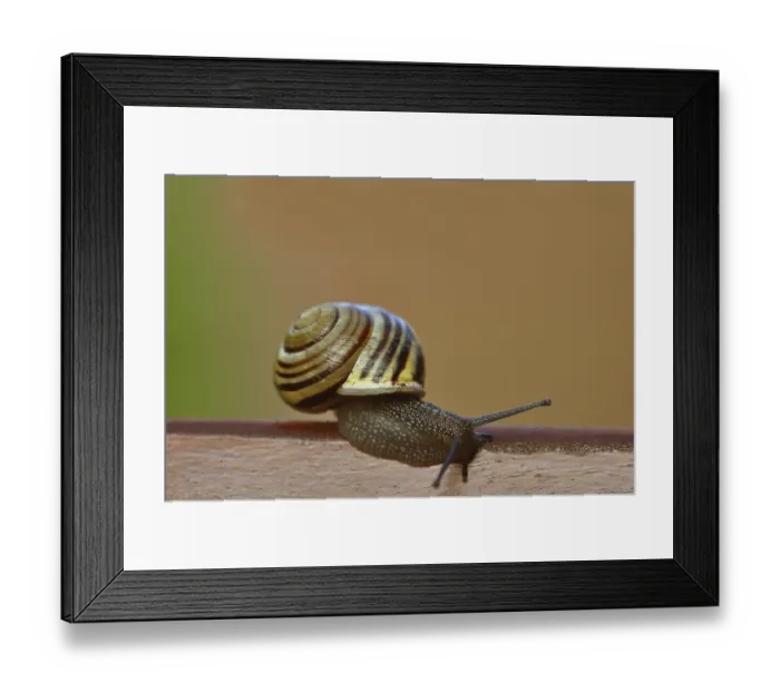 Framed Print : Snail (Helicidae) Framed Print : Snail (Helicidae)