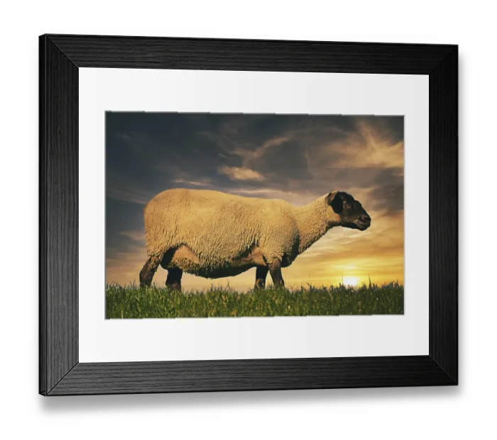 Framed Print : Sheep in the sunset on the dyke Framed Print : Sheep in the sunset on the dyke
