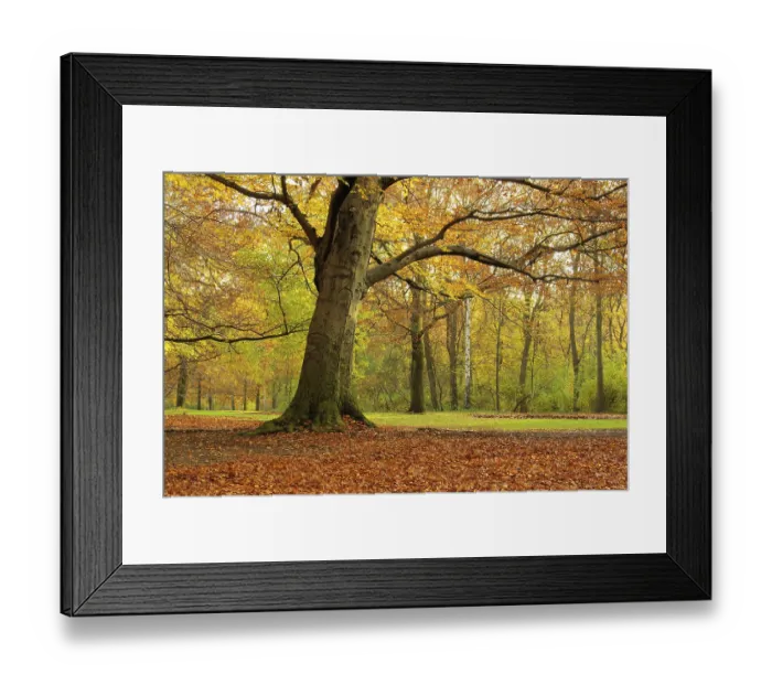 Framed Print : Beech, beech