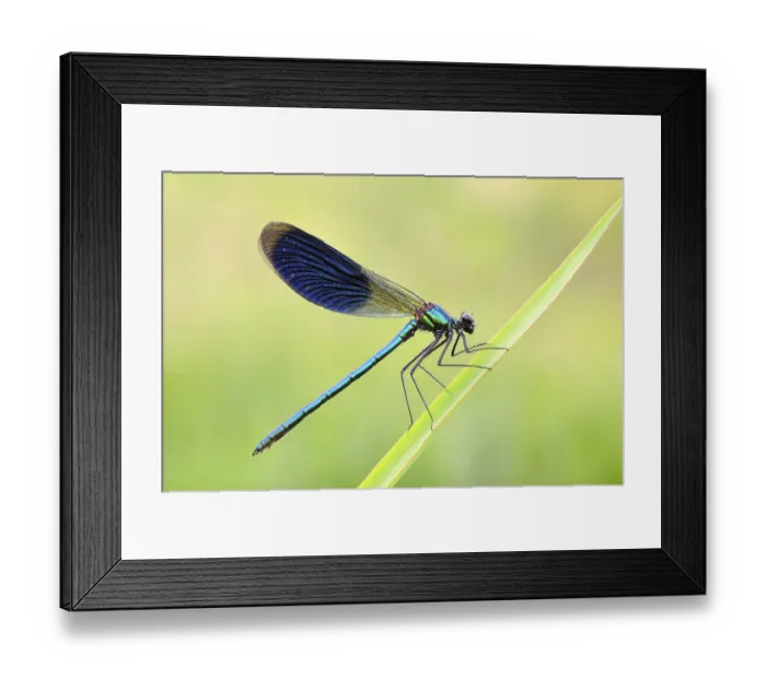 Framed Print : Banded Demoiselle on a leaf
