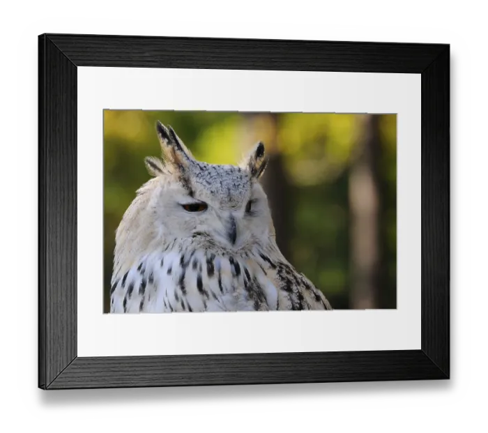 Framed Print : Bubo bubo sibiricus, Siberian eagle owl Framed Print : Bubo bubo sibiricus, Siberian eagle owl