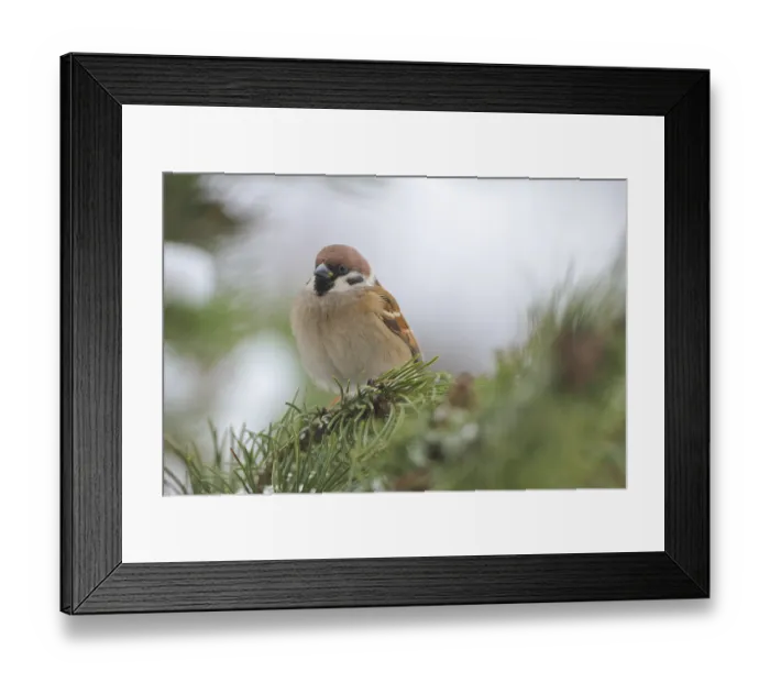 Framed Print : Tree Sparrow in winter.tree Sparrow in winter Framed Print : Tree Sparrow in winter.tree Sparrow in winter