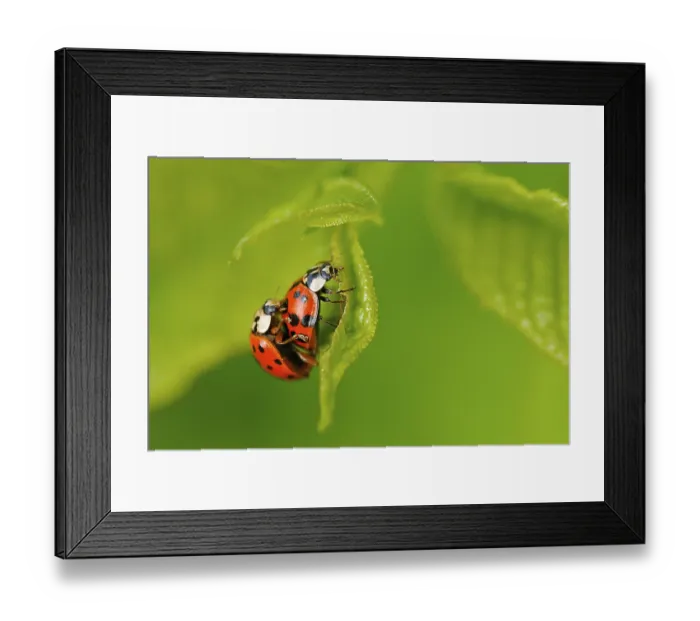 Framed Print : Asian lady beetle (Harmonia axyridis) Harmonia axyridis coppula