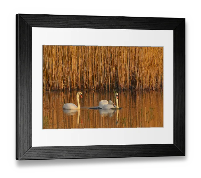 Framed Print : Mute Swan (Mating Pair), Mute Swan (Pair courting)