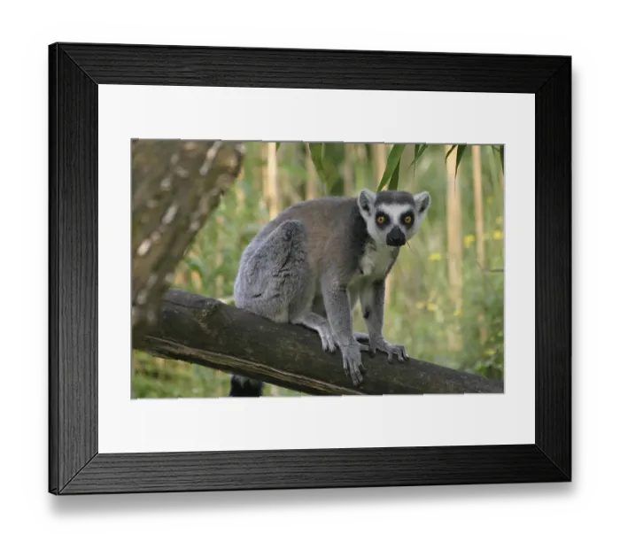 Framed Print : Catta on a tree trunk Framed Print : Catta on a tree trunk