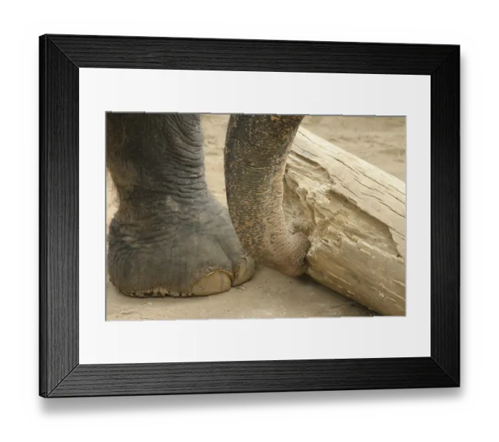 Framed Print : African elephant at work with a tree trunk