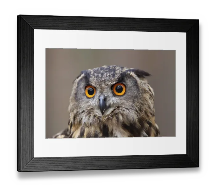 Framed Print : Uhu, Bubo bubo, Eurasian Eagle Owl