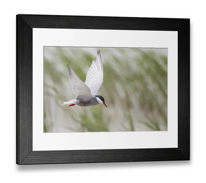Framed Print : White-bearded Tern, Chlidonias hybrida