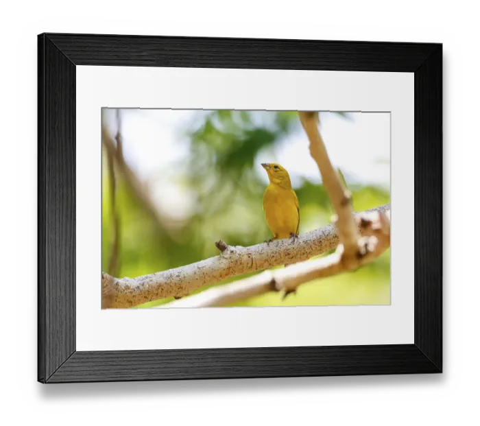 Framed Print : Saffron Finch perched on a bare tree branch against bright natural background