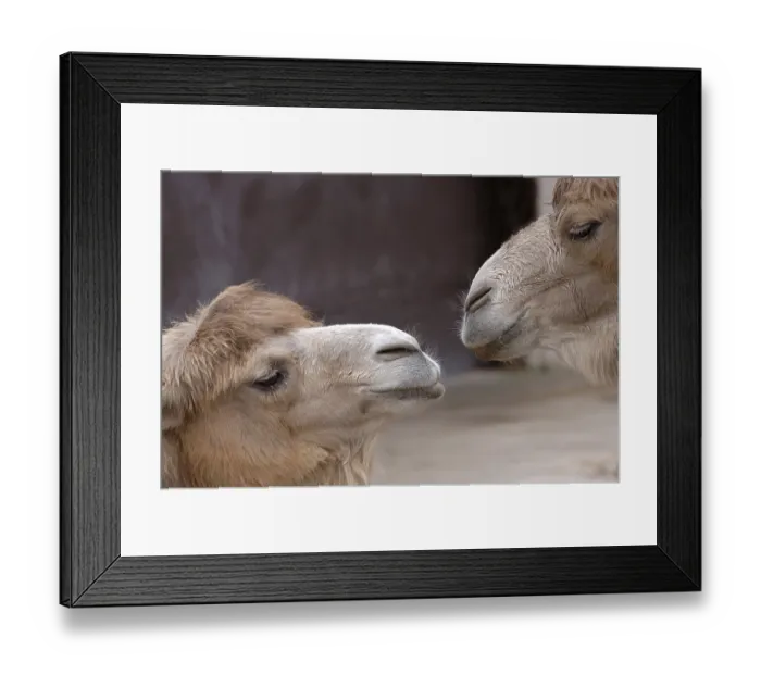 Framed Print : Two camels in dialogue Framed Print : Two camels in dialogue