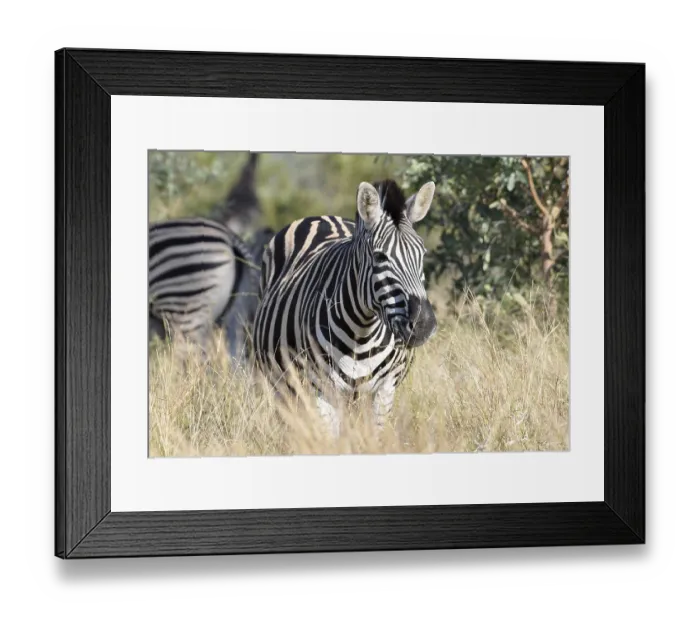 Framed Print : A Burchells Zebra (Equus quagga burchelli) in the Kruger Park