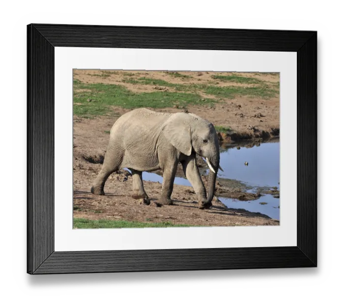 Framed Print : A female African Elephant in the Addo Park Framed Print : A female African Elephant in the Addo Park