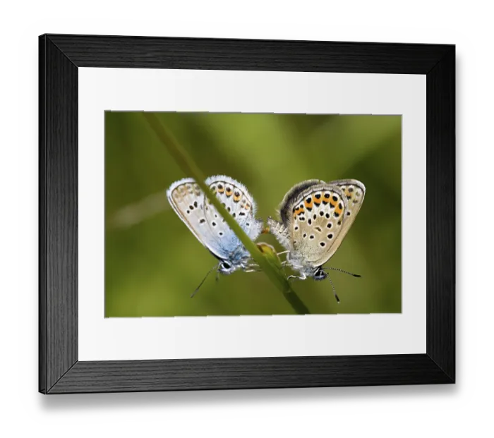 Framed Print : Common blue, common blue, mating Framed Print : Common blue, common blue, mating