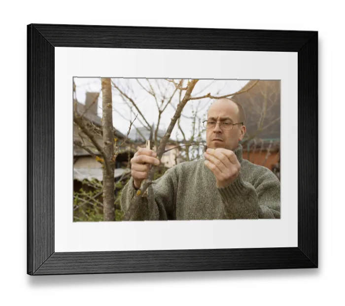 Framed Print : Caucasian middle aged gardener pruning trees at backyard spring time Framed Print : Caucasian middle aged gardener pruning trees at backyard spring time