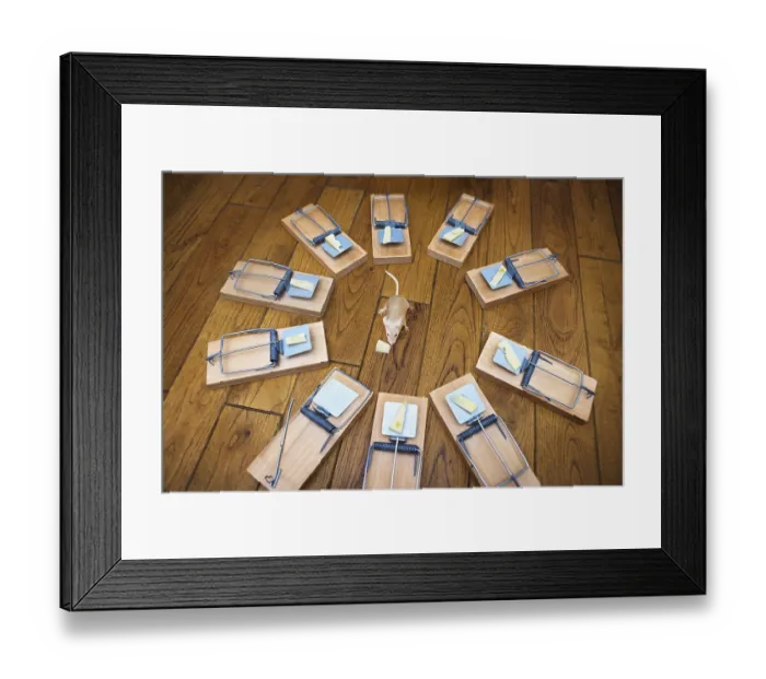 Framed Print : Composite image of a mouse surrounded by mouse traps eating cheese from one of the traps themes of risk danger