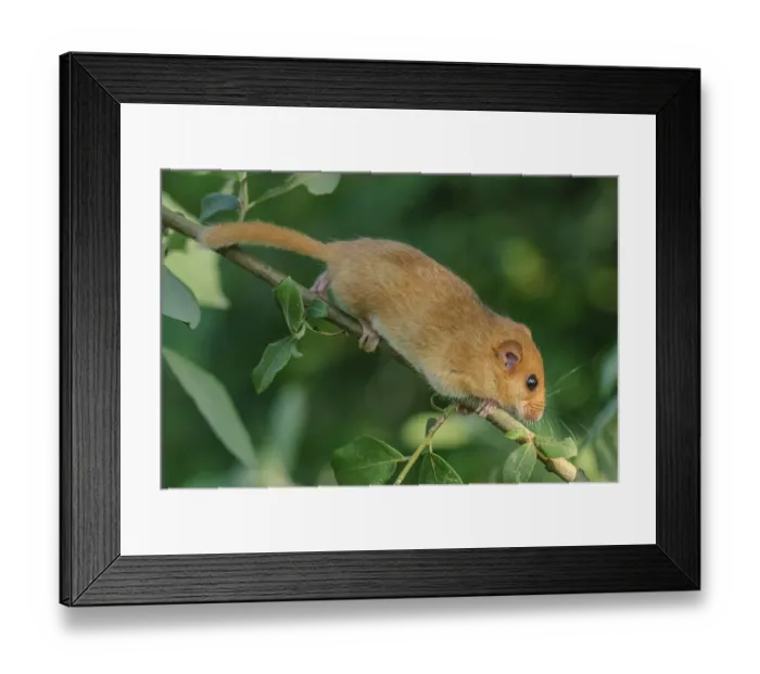 Framed Print : Female common dormouse (Muscardinus avellanarius) on a branch in bushy vegetation Framed Print : Female common dormouse (Muscardinus avellanarius) on a branch in bushy vegetation