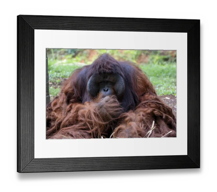 Framed Print : Portrait of a big male orangutan