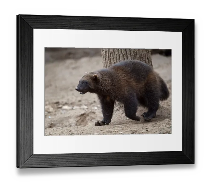 Framed Print : Siberian wolverine Gulo Gulo in nature