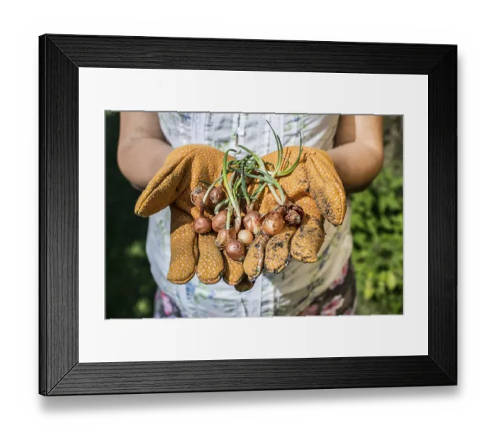 Framed Print : Hands hold plant bulbs in a garden. Daylight