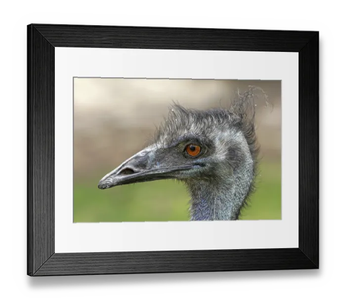 Framed Print : Emu Framed Print : Emu