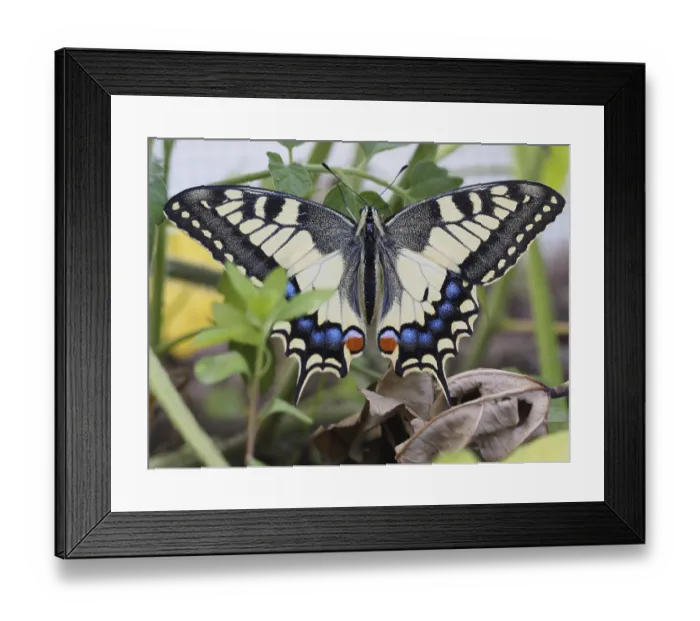 Framed Print : Swallowtail, Papilio machaon