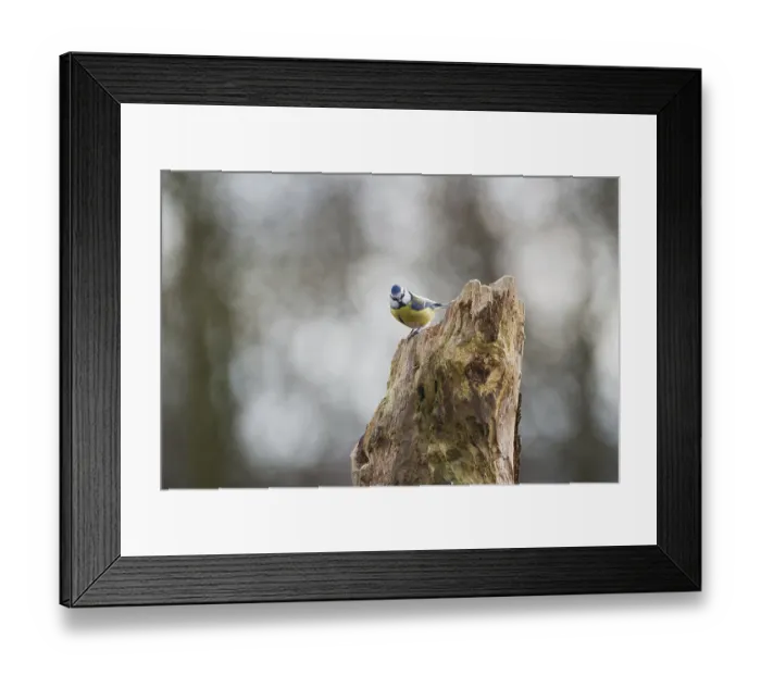 Framed Print : Blue tit on tree trunk