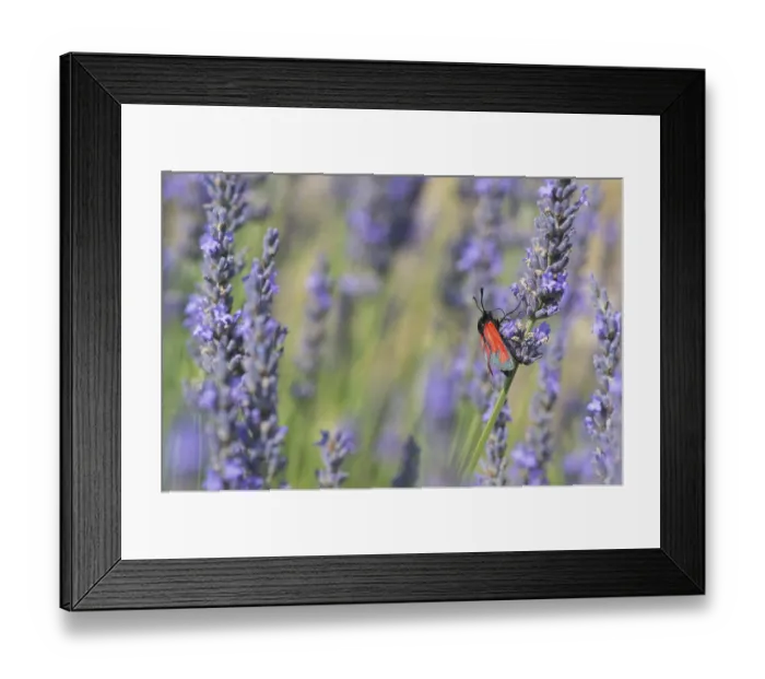 Framed Print : Red butterfly on blooming Lavender flowers