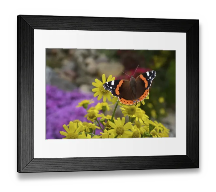Framed Print : Admiral