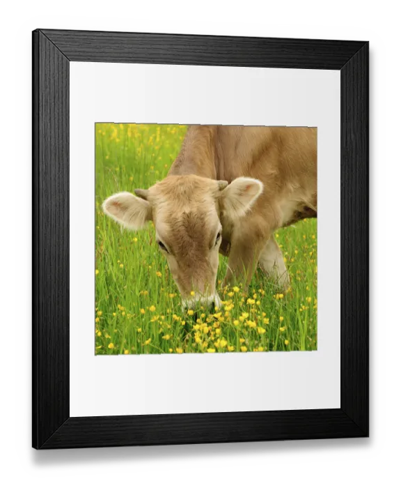 Framed Print : Cow graze on the grass with yellow flowers in the summer Framed Print : Cow graze on the grass with yellow flowers in the summer