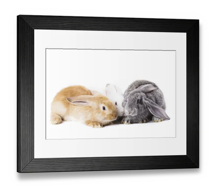 Framed Print : Three young rabbits on white close up Framed Print : Three young rabbits on white close up