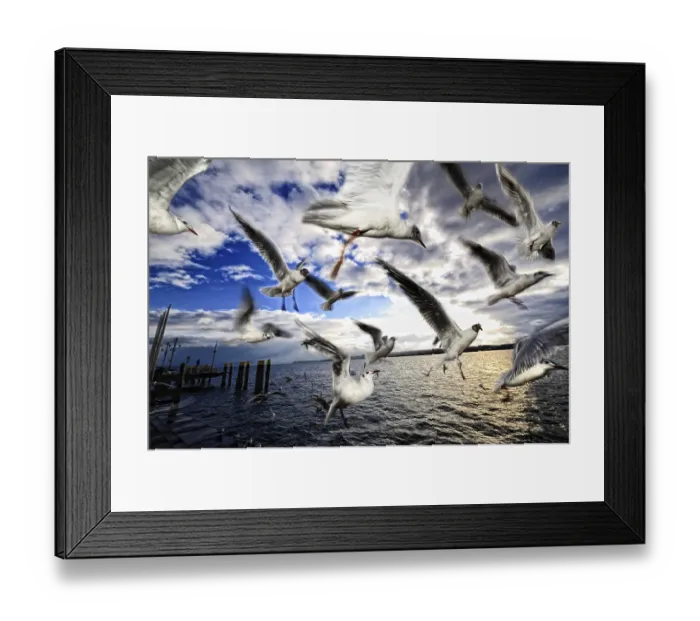 Framed Print : Flying flock of birds with seagulls at Lake Constance
