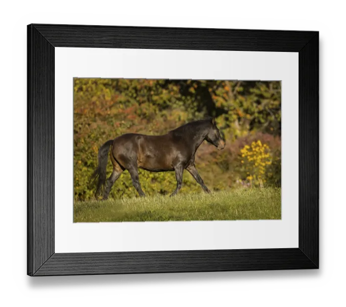 Framed Print : Huzule pony on the pasture in autumn