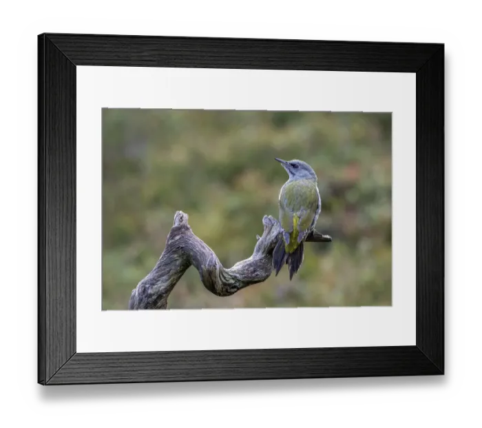 Framed Print : Grey-headed woodpecker (Picus canus) Framed Print : Grey-headed woodpecker (Picus canus)