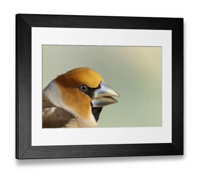 Framed Print : Hawfinch male (Coccothraustes coccothraustes)