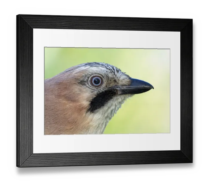 Framed Print : Eurasian jay (Garrulus glandarius) portrait