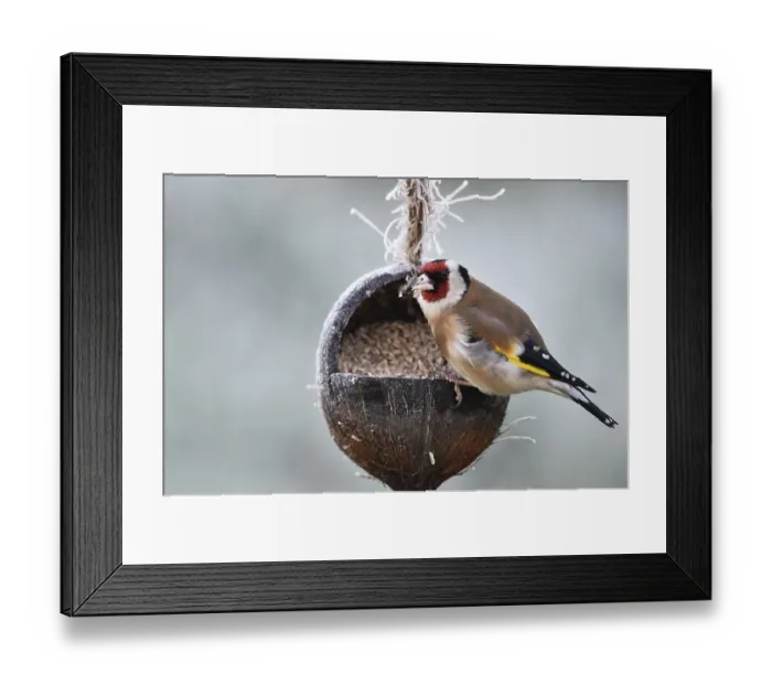 Framed Print : Goldfinch, goldfinch, (Carduelis carduelis) eats sunflower seeds from a coconut Framed Print : Goldfinch, goldfinch, (Carduelis carduelis) eats sunflower seeds from a coconut