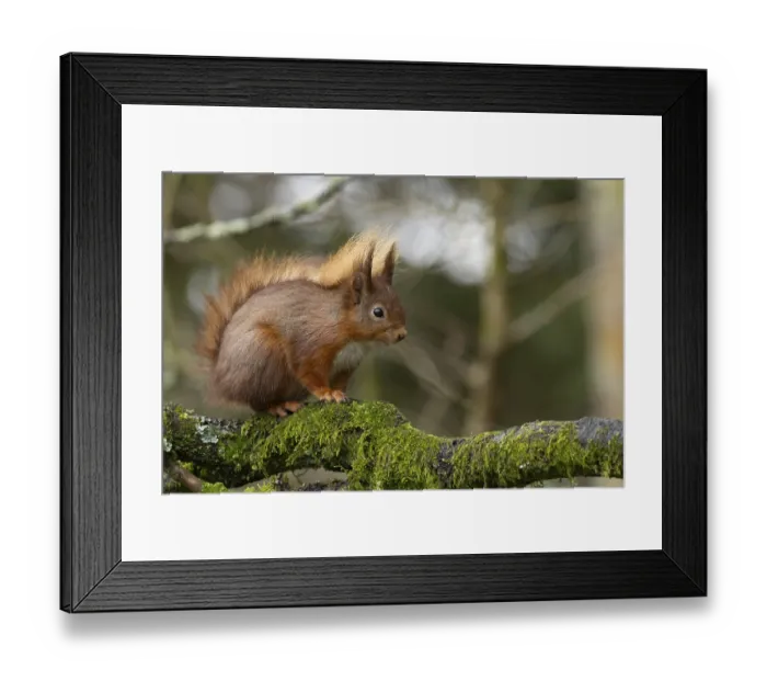 Framed Print : Red squirrel (Sciurus vulgaris) adult animal on a tree branch in a forest