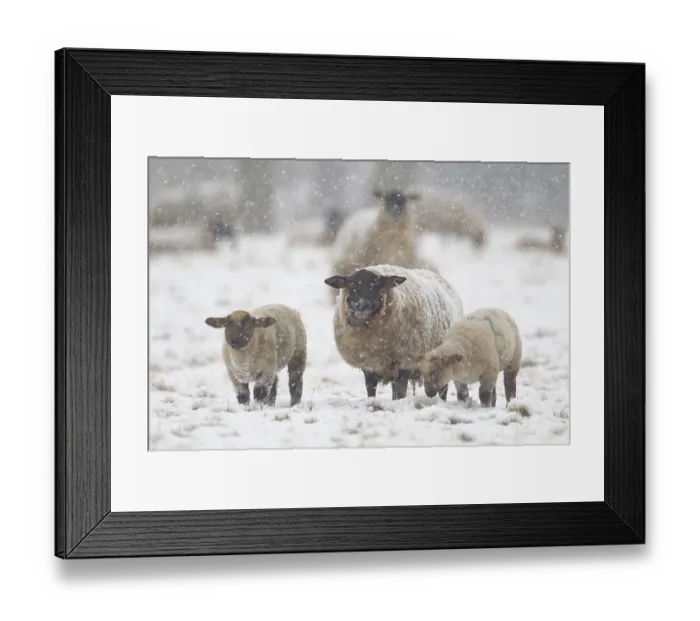 Framed Print : Domestic sheep (Ovis aries) adult mother ewe and two juvenile baby lambs farm animals in a snow covered field in winter