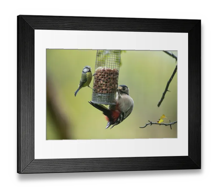 Framed Print : Great spotted woodpecker (Dendrocopos major) and Blue tit (Cyanistes caeruleus) Framed Print : Great spotted woodpecker (Dendrocopos major) and Blue tit (Cyanistes caeruleus)