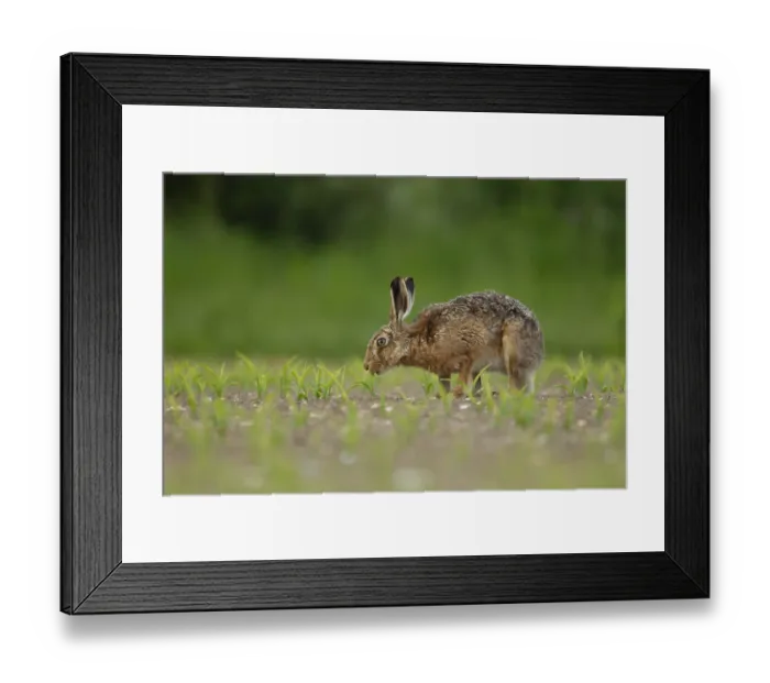Framed Print : European brown hare (Lepus europaeus) adult animal feeding in a farmland maize field in summer Framed Print : European brown hare (Lepus europaeus) adult animal feeding in a farmland maize field in summer