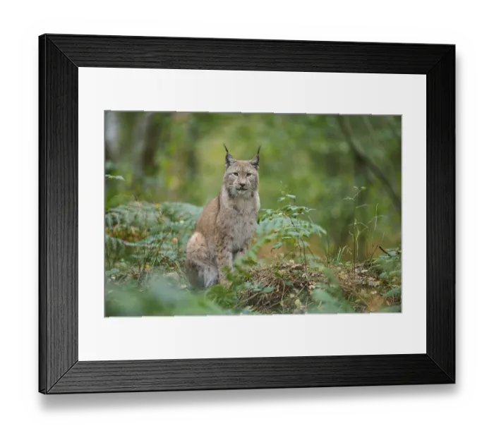 Framed Print : European Lynx (Lynx lynx), in forest, captive