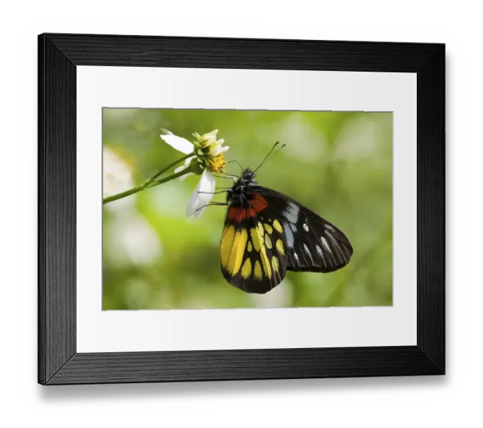 Framed Print : Corlorful Butterfly (Delias pasithoe curasena)