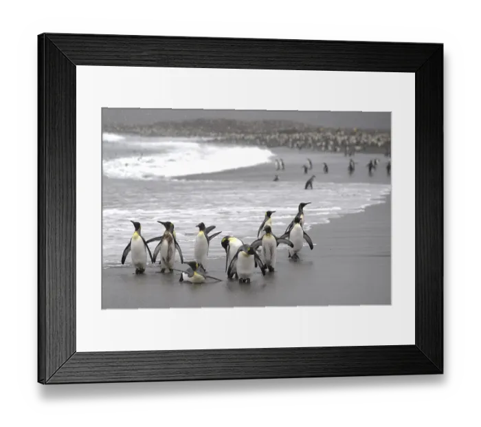 Framed Print : King Penguins (Aptenodytes patagonicus) on a beach