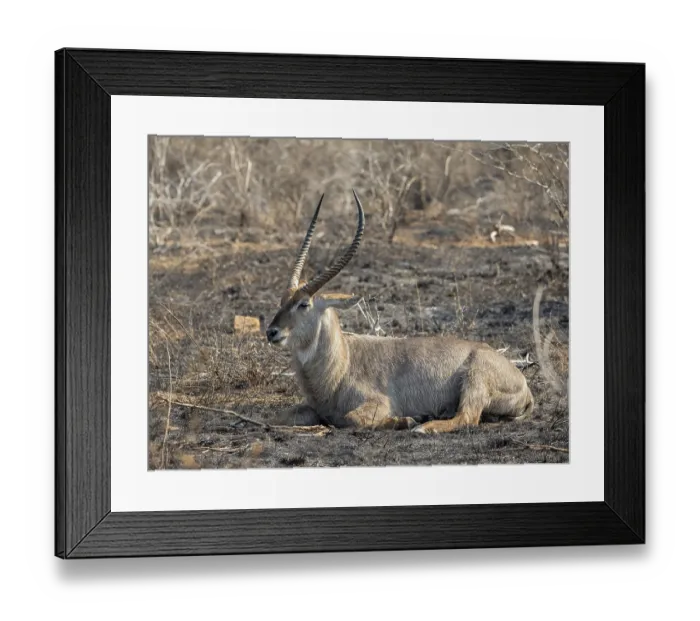 Framed Print : Ellipsen waterbuck (Kobus ellipsiprymnus)