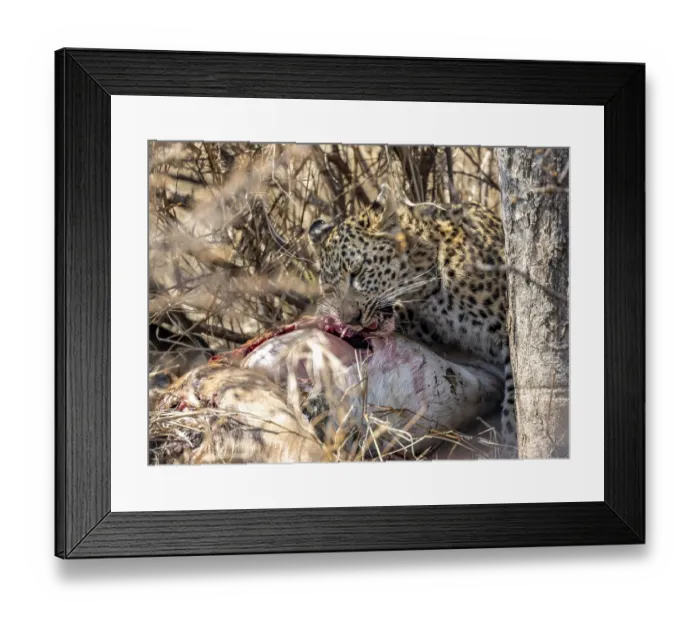 Framed Print : Leopard (Panthera pardus), adult female eating killed antelope