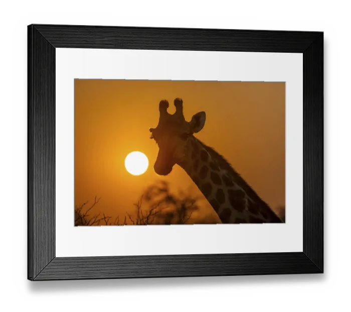 Framed Print : Southern giraffe (Giraffa giraffa giraffa) backlit in front of the sun at sunset