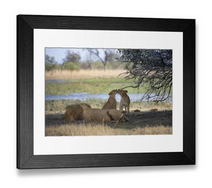 Framed Print : Lion (Panthera leo), animal family
