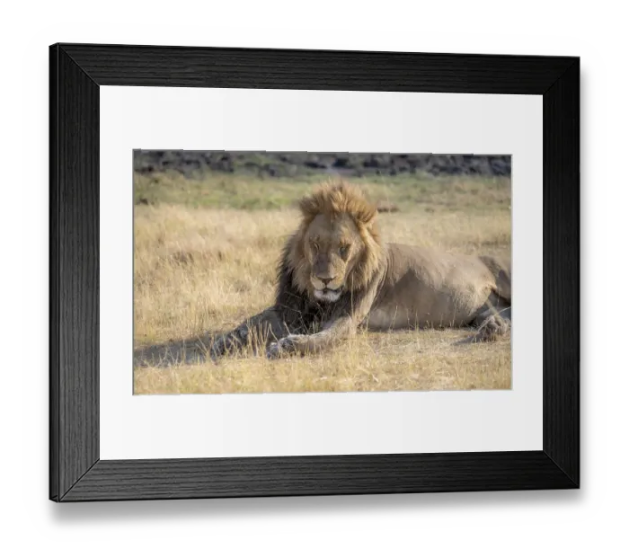 Framed Print : Lion (Panthera leo), animal portrait Framed Print : Lion (Panthera leo), animal portrait