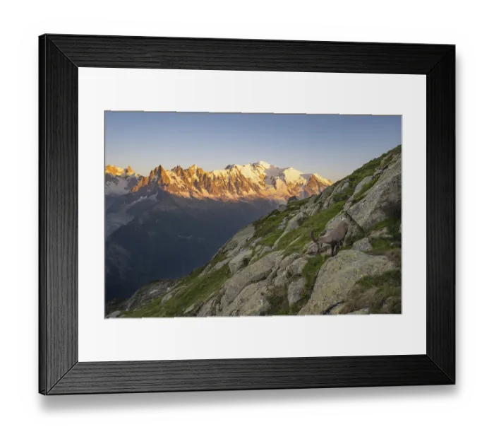 Framed Print : Alpine ibex (Capra ibex), adult male Framed Print : Alpine ibex (Capra ibex), adult male