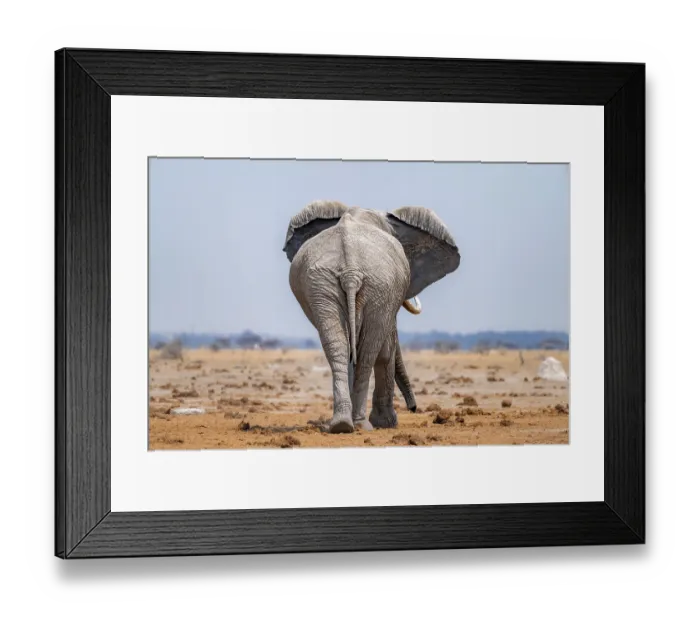 Framed Print : African elephant (Loxodonta africana)